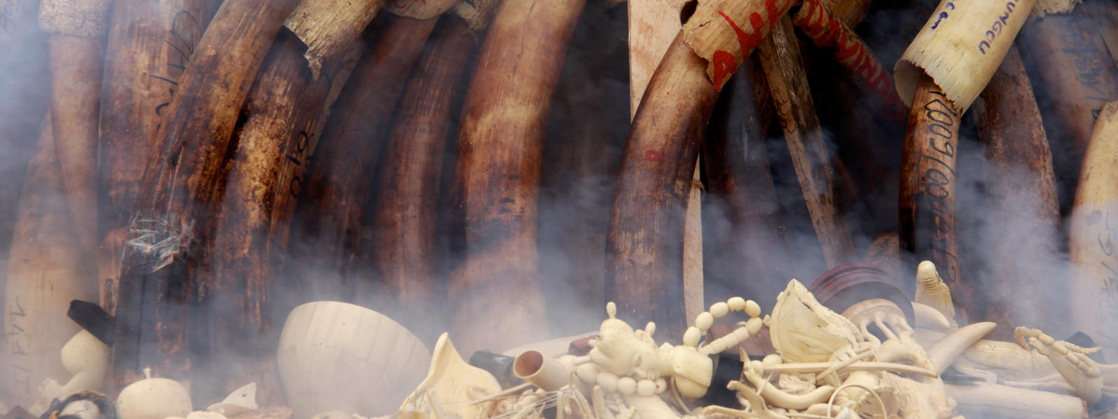 Help On The Scale Of Elephant Ivory Products Conservation